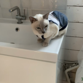 おしゃべりモナたん第二弾♡の画像