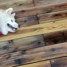 用宗海岸散歩３日目、少しづつは歩くようになってきた。明日はご近所朝散歩トライ。フードの食いつきもの画像