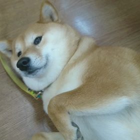 ろくちゃん爪切り後のブラッシング～の画像