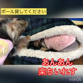 ボール遊びの画像