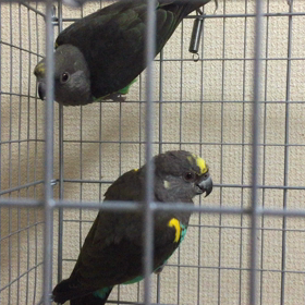 ムラクモインコの卵の画像