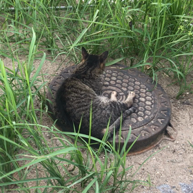 2018.08.21のにゃんこ先生の画像