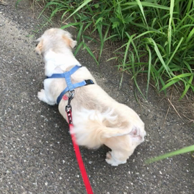 お散歩頑張ったよの画像