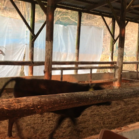 走る〜走る〜の画像