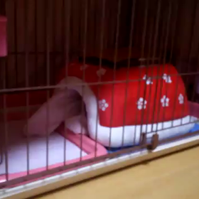 こたつと愛犬の画像