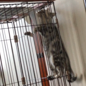 そのうちに降りれないよ。の画像