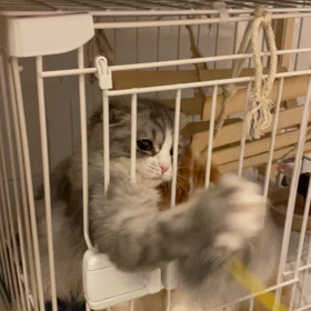 猫じゃらしの画像