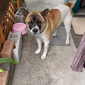 ゴンゴンゴン太の画像