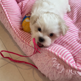 夢中なマルチーズ♀ちゃん♪の画像