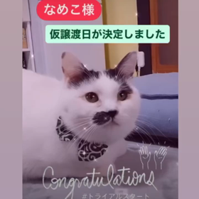 【日付変更有り】なめこちゃんの仮譲渡日が決まりました❣️の画像