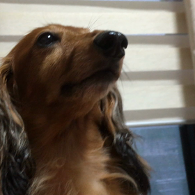 お散歩の時間だよーの画像