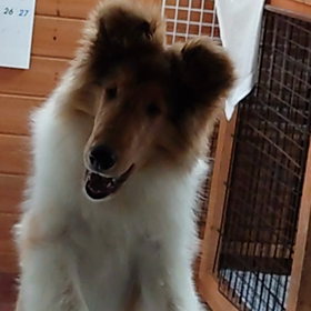 ラフ・コリー飯くれ!の画像