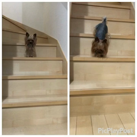 にょにょの画像