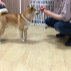 今日は座る？  伏せる？の画像