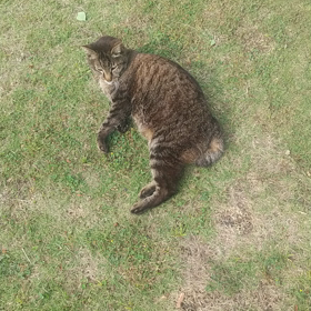 オリンピック反対６割？もっといるでしょ？の画像