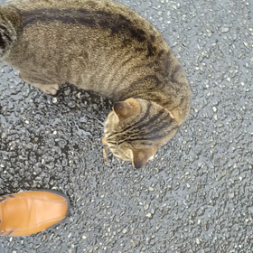 野良猫 てつの画像