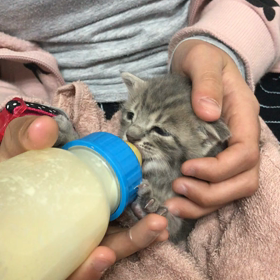 今日も元気な大福ちゃんの画像