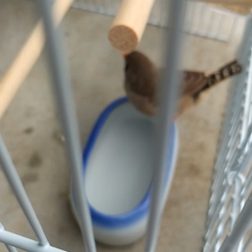 きんちゃんの水浴びの画像