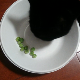 うちの猫なんか変。の画像