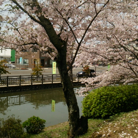 路面電車と桜。の画像