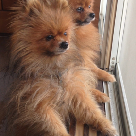 仲良し兄弟（オーリーの性格丸わかり（笑））の画像