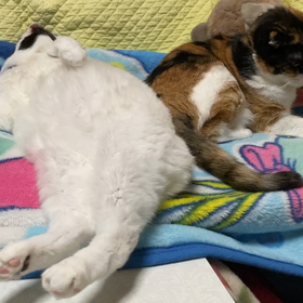 オモかわいい幸せの画像