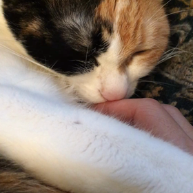 カジカジの画像