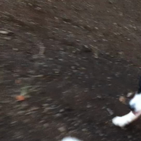 ♪お散歩動画♪代々木公園♪の画像