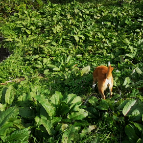 また雨。の画像