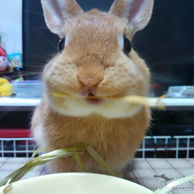 今朝のみかん生中継(笑)の画像