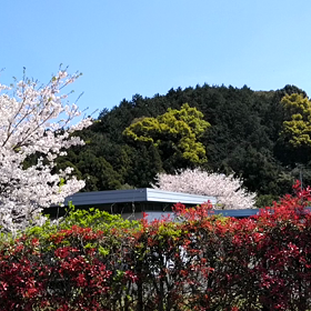 サクラ散る頃の画像