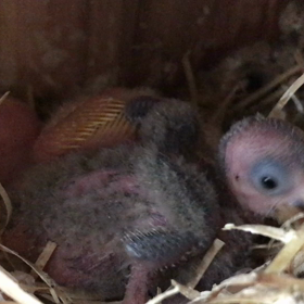 生後19日目の雛　毛がフワフワ〜の画像