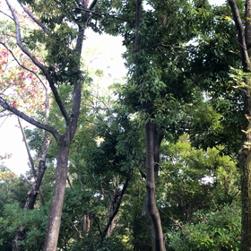 鳥の声の画像