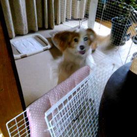 戸を開けて～～!!の画像