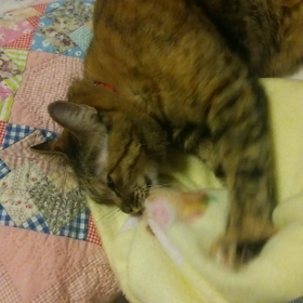 ちゅぱちゅぱの画像