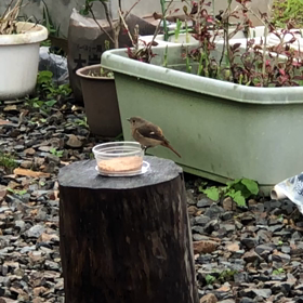 ジョウビタキ⑤の画像