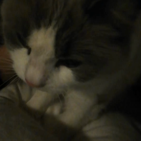 むぎ、お腹でふみふみ(激撮)の画像