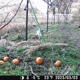 すぎぴたんの事件簿シーズン3　186話（キジバトもぐもぐ）の画像