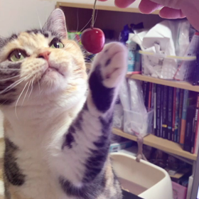 メルとさくらんぼの画像