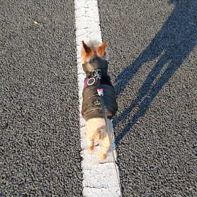 白線が頼みの綱の画像