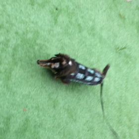 検査の結果の画像