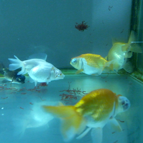 赤虫大好き。の画像