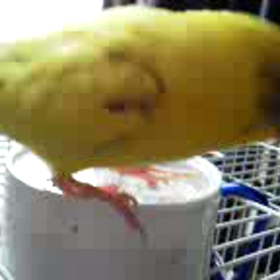 いちにちめの画像