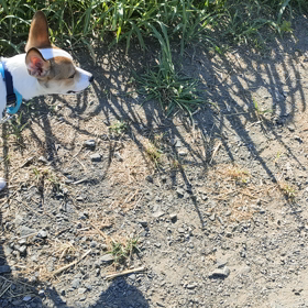 ロングお散歩♫の画像