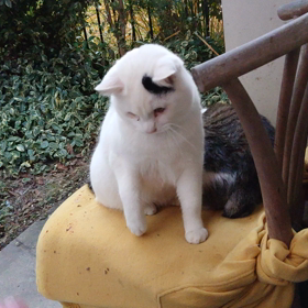 猫と遊ぶお正月の画像