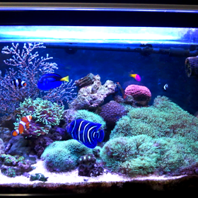 海水水槽動画の画像