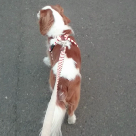 まだ気になるんだよっの画像