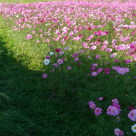 違和感バリバリ、イイねの画像