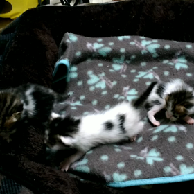 子猫の里親応募の皆様への画像