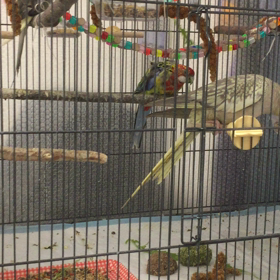 コッソリコッソリの画像